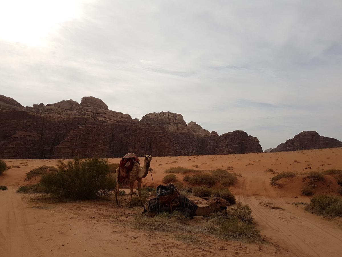 Wadi Rum Nature Tours And Camp 외부 사진
